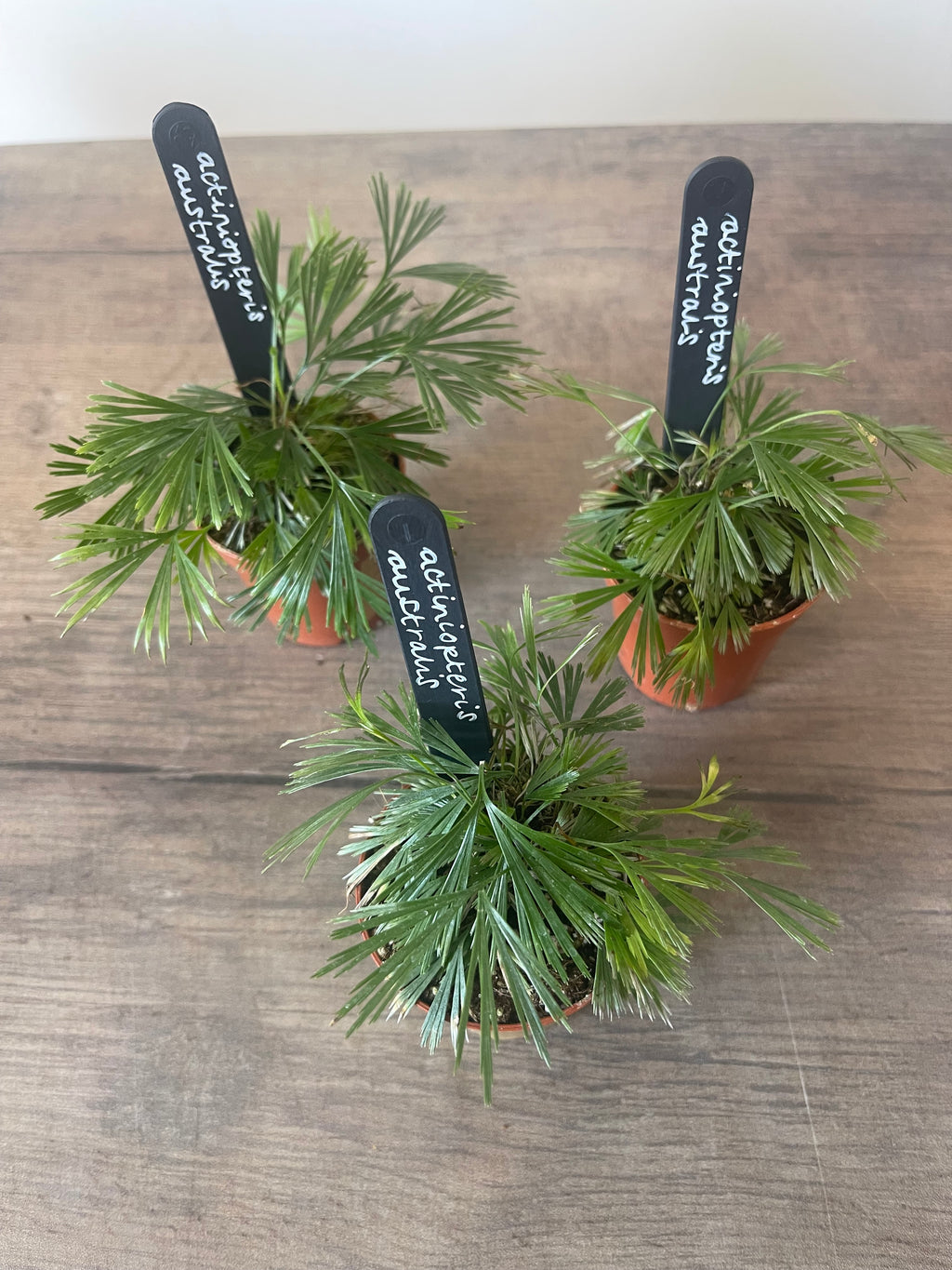 Fan Fern - Actiniopteris Australis