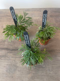 Fan Fern - Actiniopteris Australis
