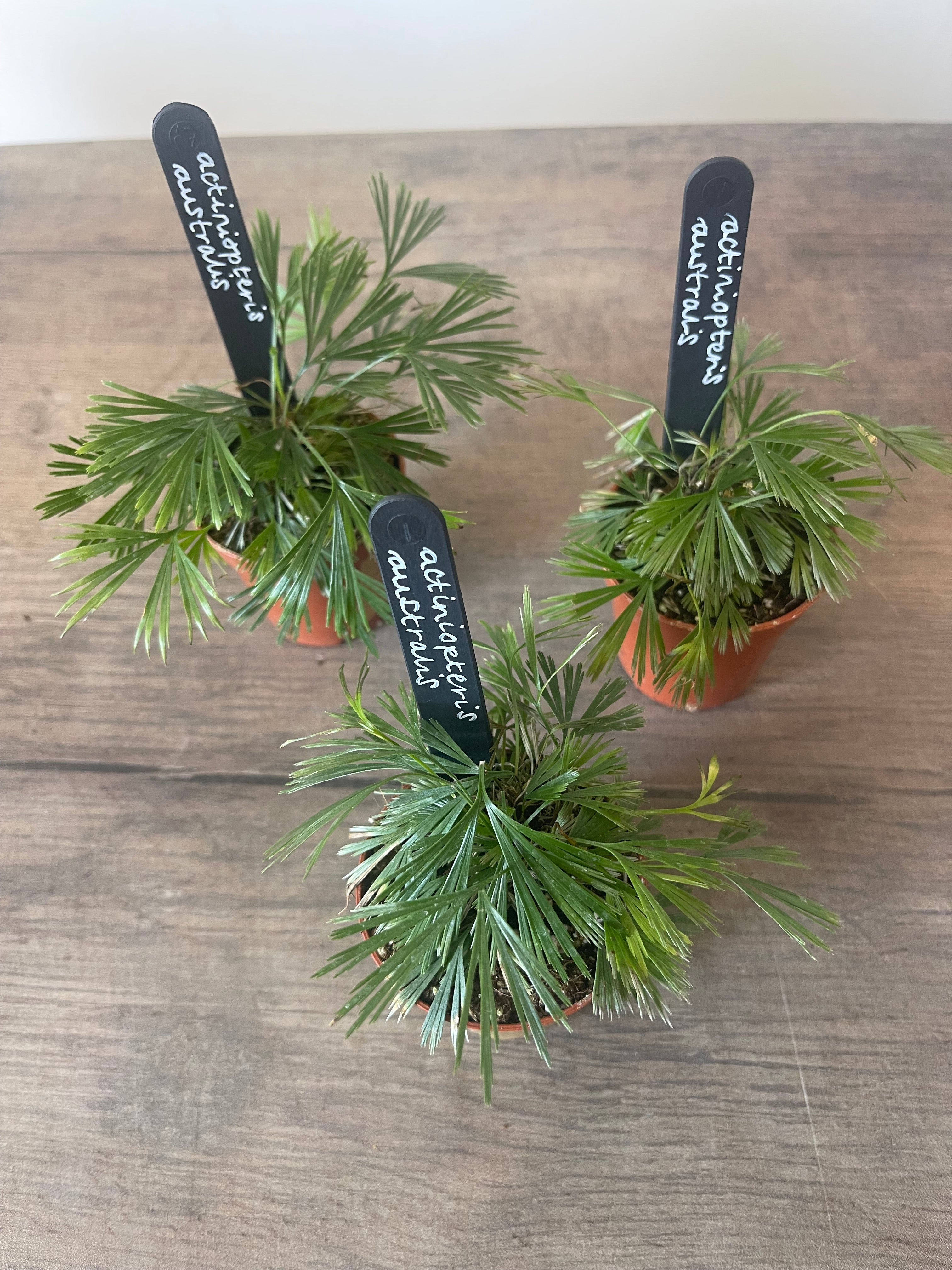 Fan Fern - Actiniopteris Australis
