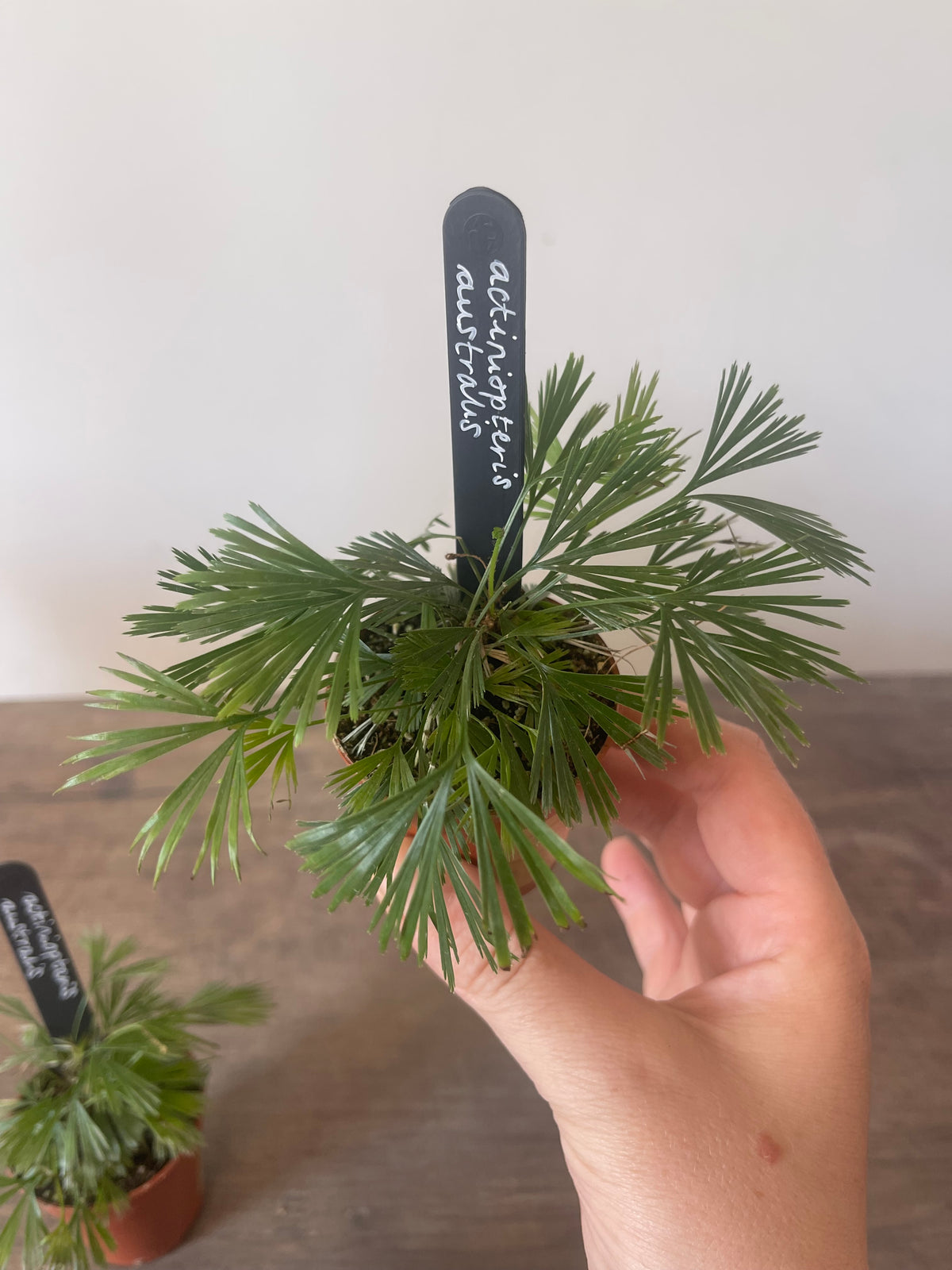Fan Fern - Actiniopteris Australis