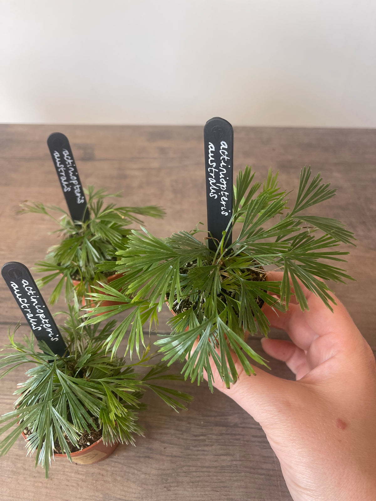 Fan Fern - Actiniopteris Australis