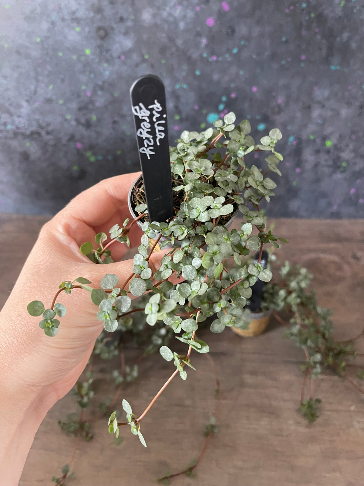 Pilea Glauca Greyzy - Silver Sparkle