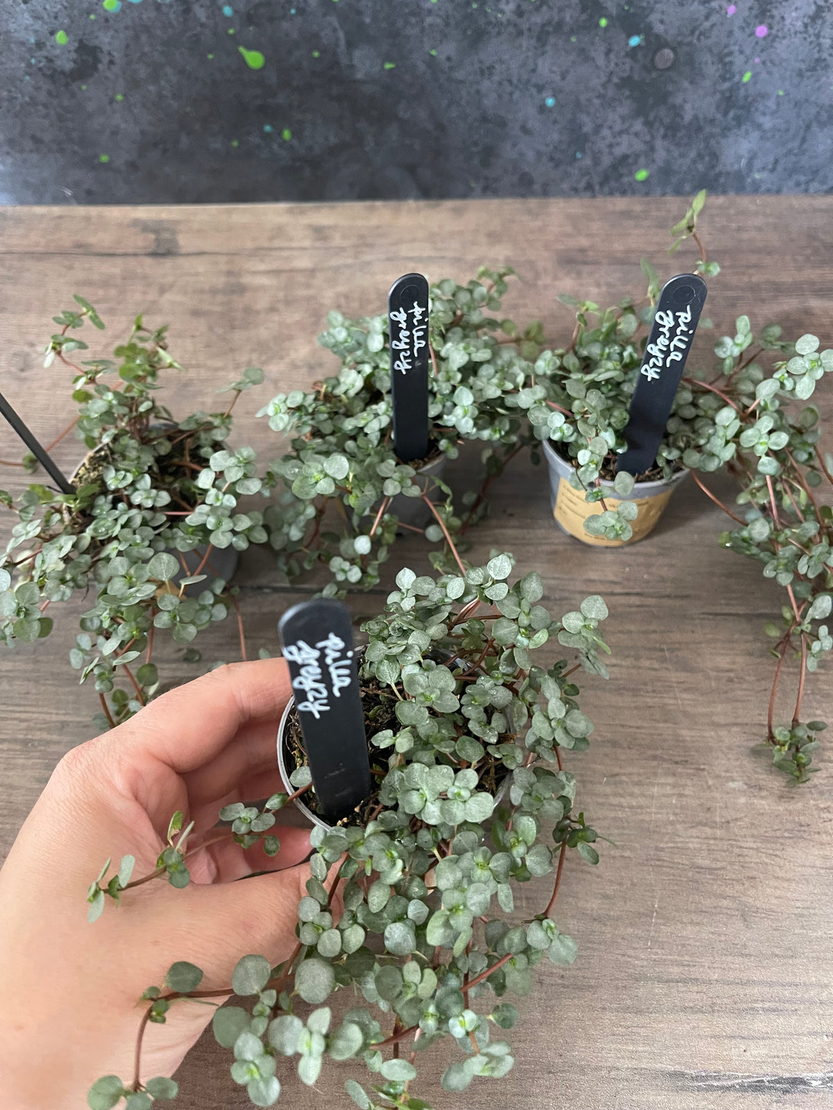 Pilea Glauca Greyzy - Silver Sparkle