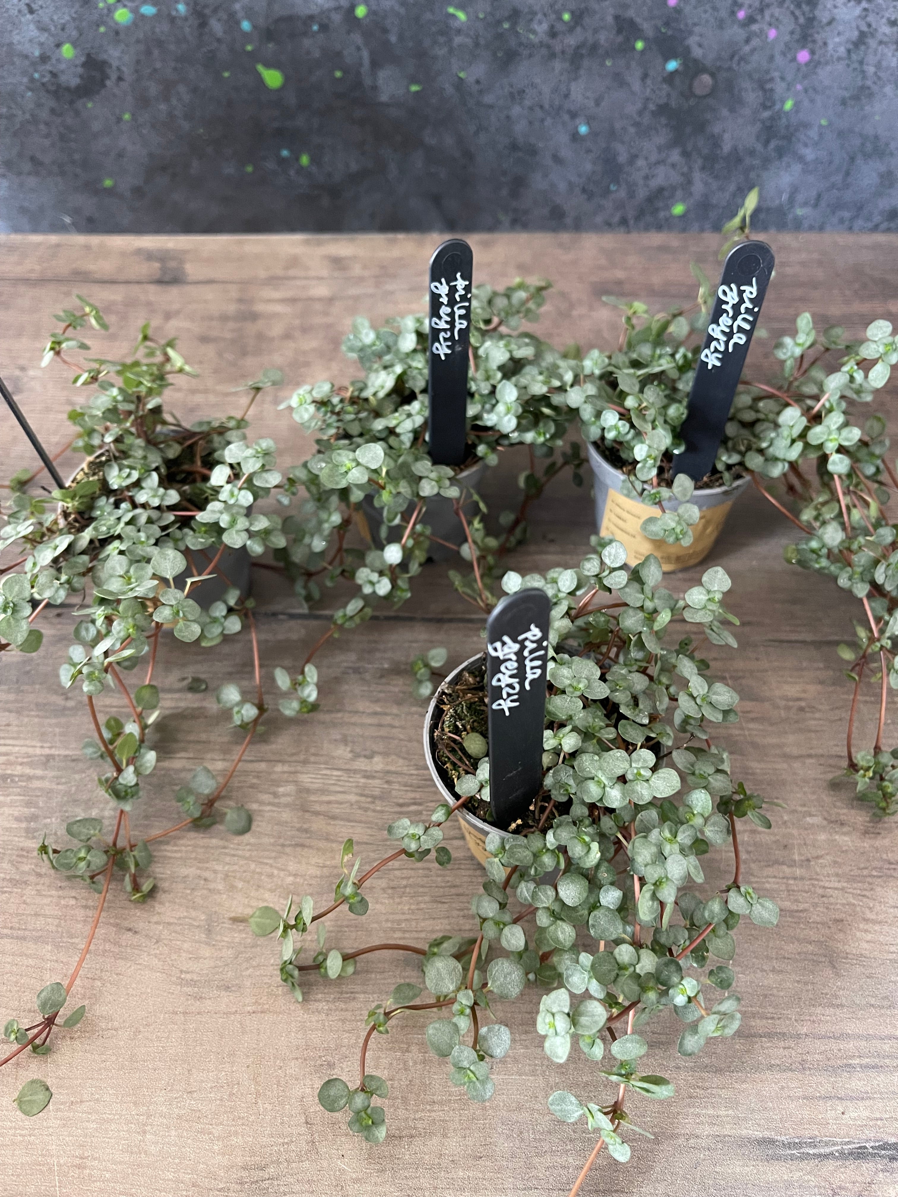 Pilea Glauca Greyzy - Silver Sparkle