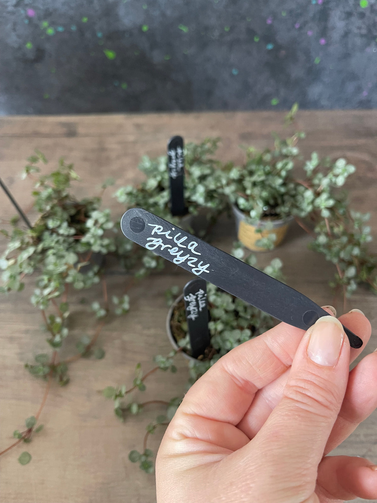 Pilea Glauca Greyzy - Silver Sparkle