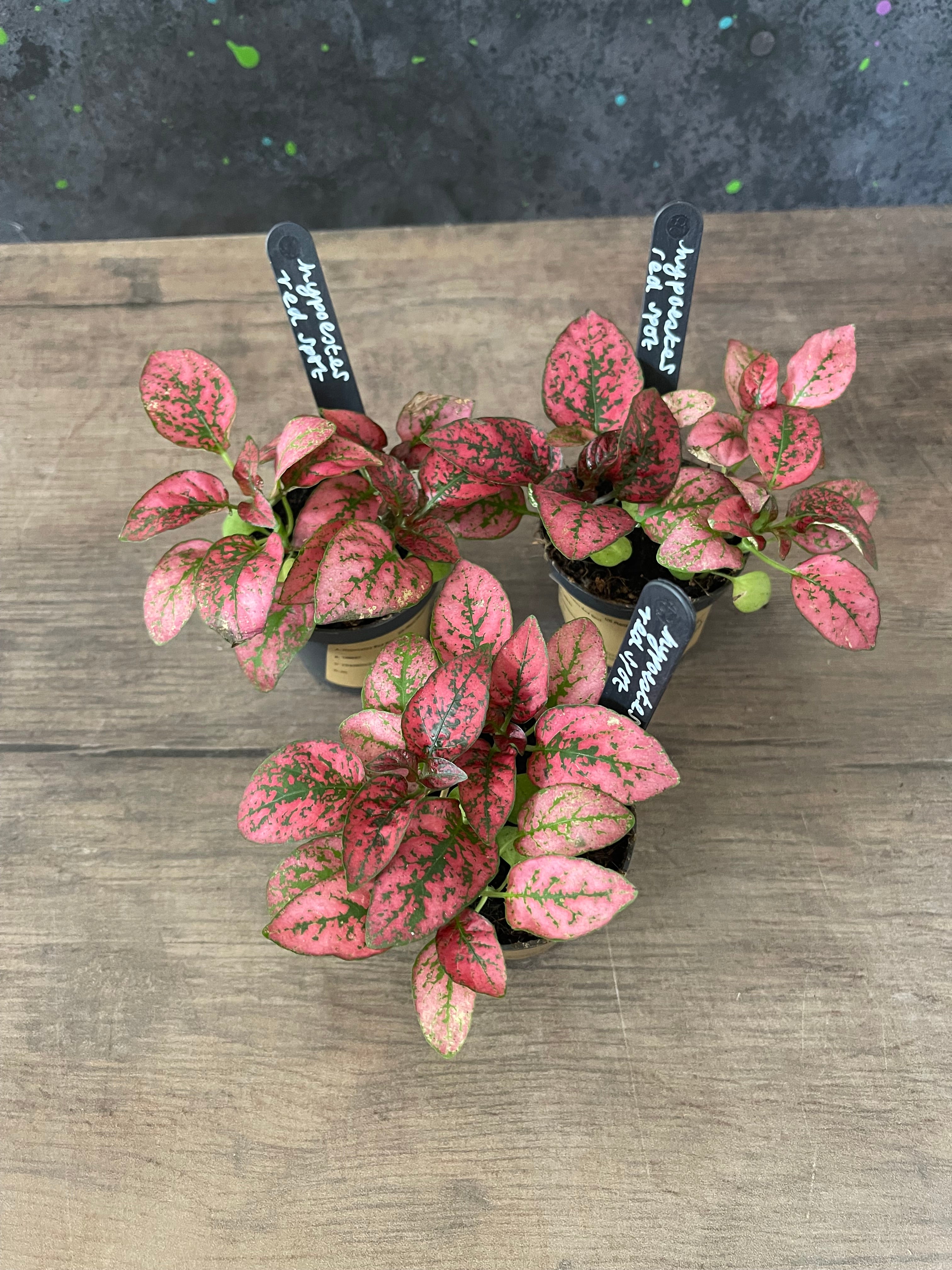Hypoestes Red Spot