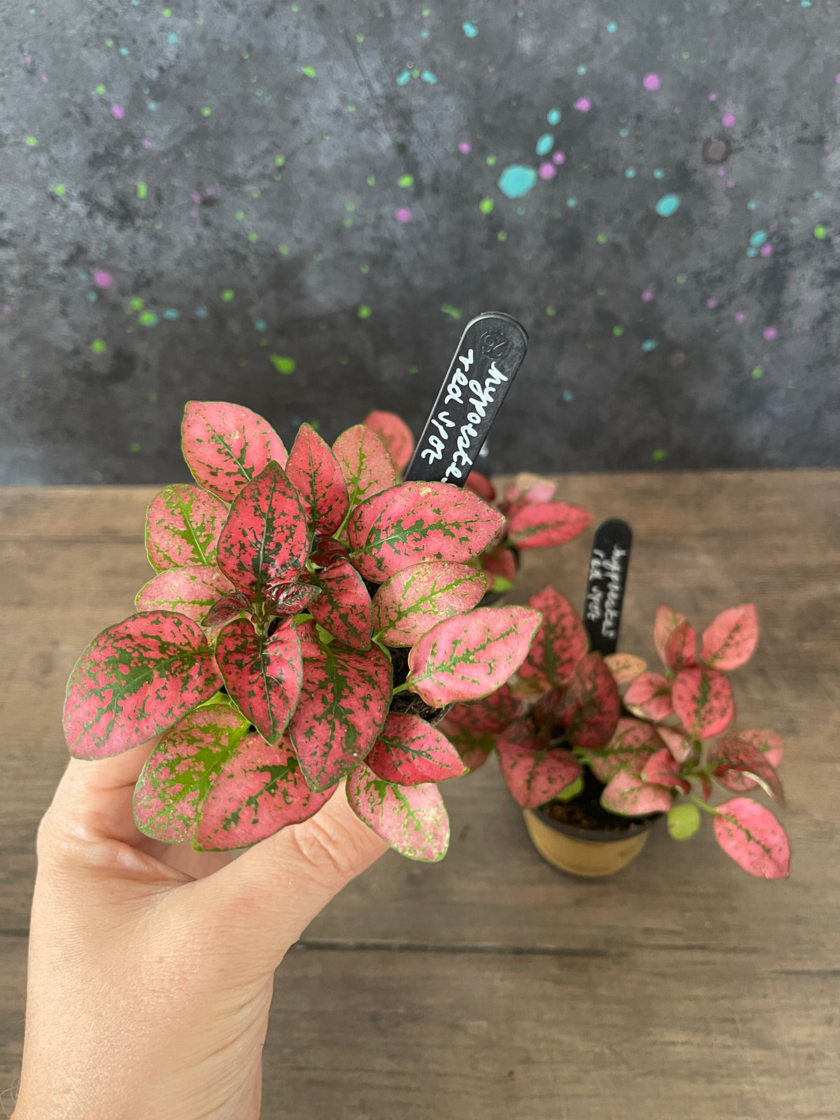 Hypoestes Red Spot