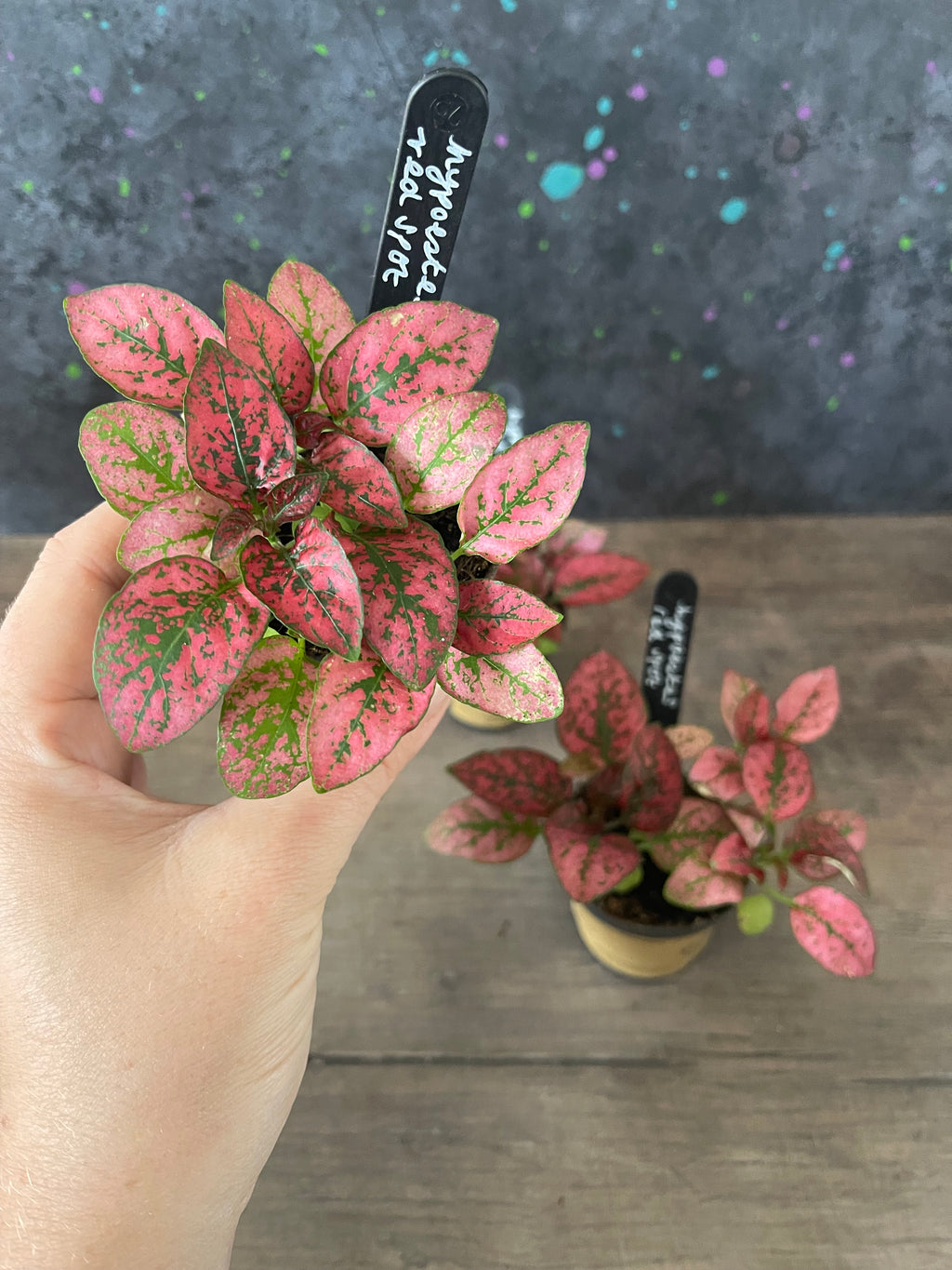 Hypoestes Red Spot