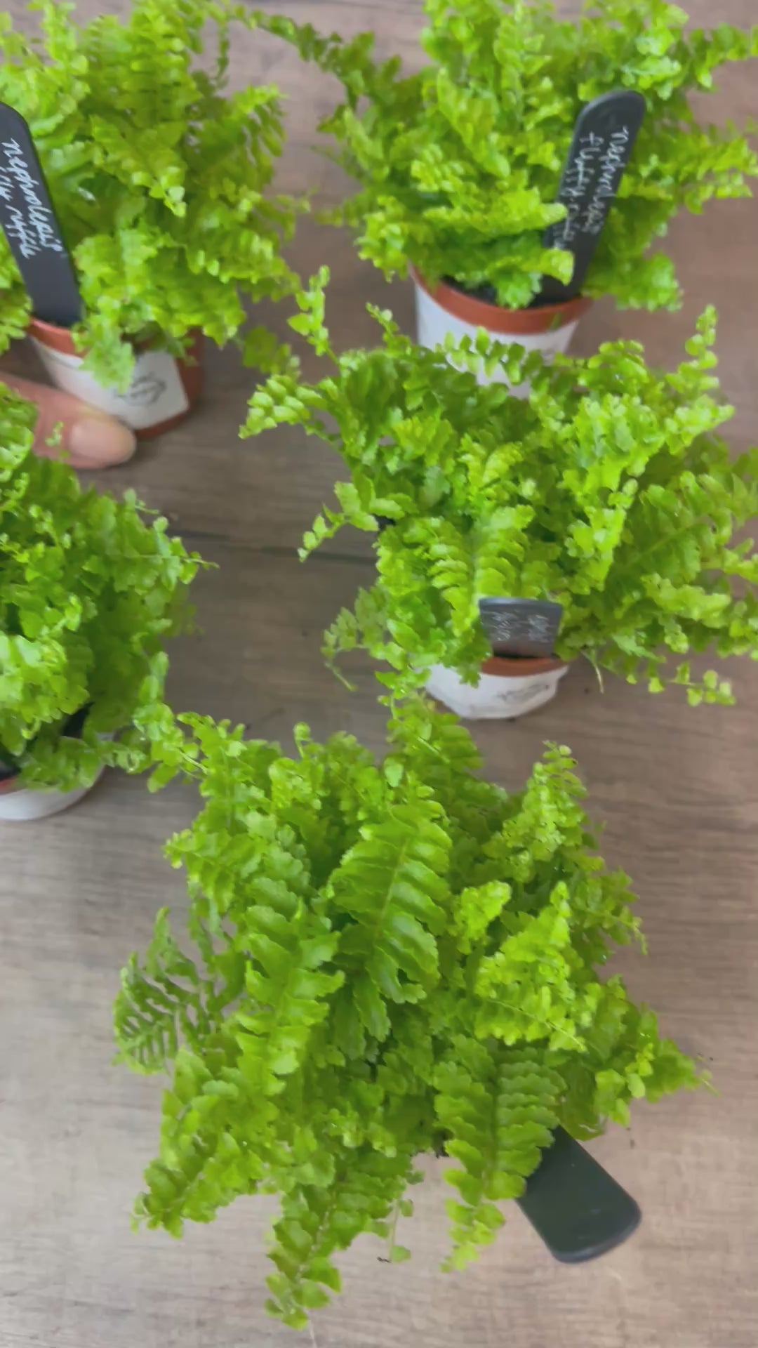 Fluffy Ruffle Fern - Nephrolepis Exaltata