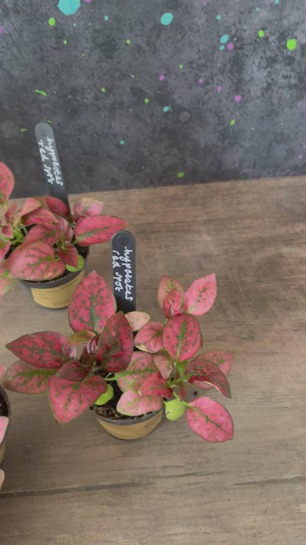 Hypoestes Red Spot
