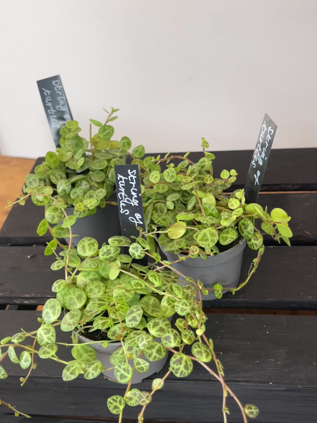 Peperomia Prostrata - String of Turtles
