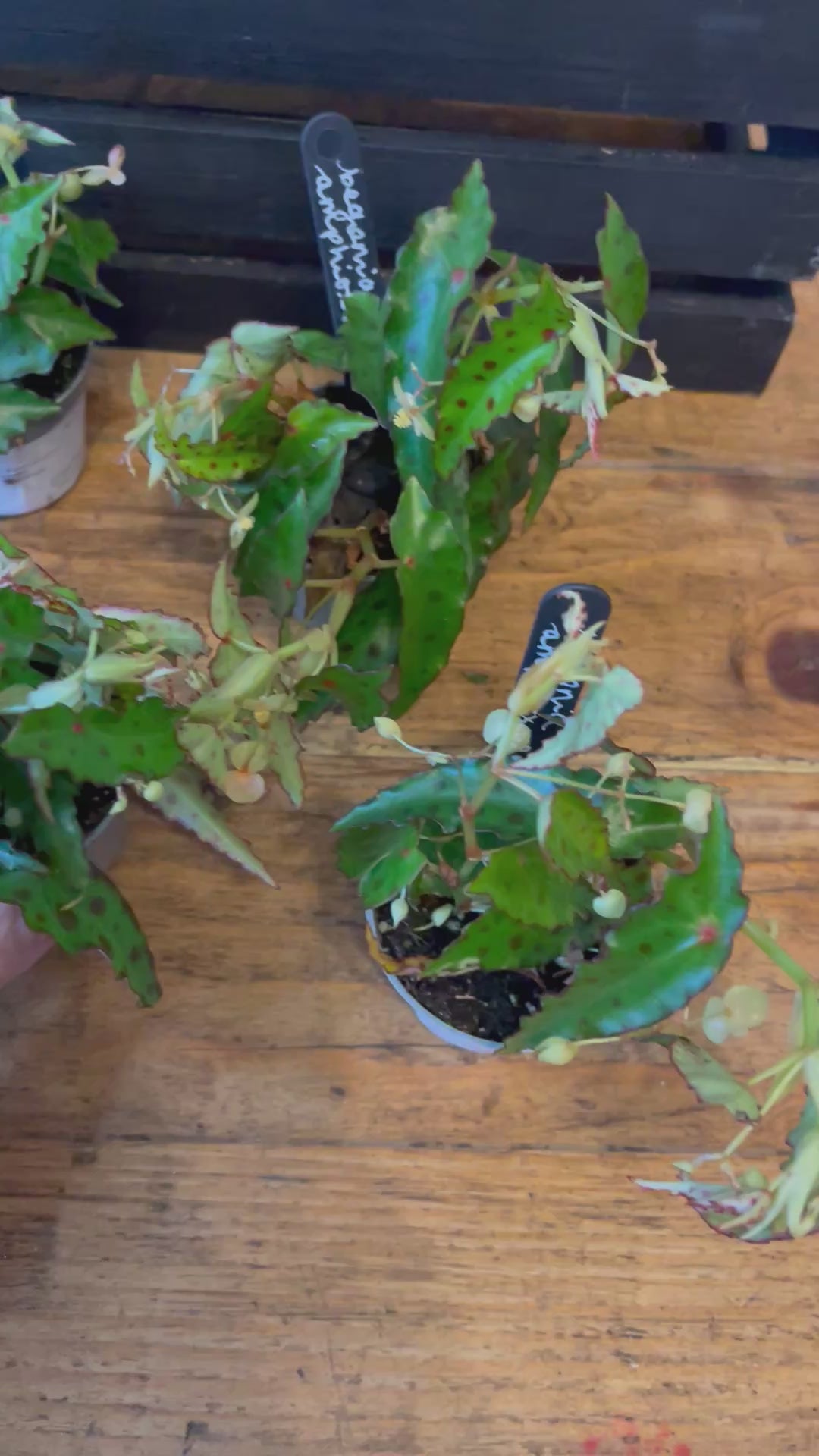 Clown Begonia - Amphioxus