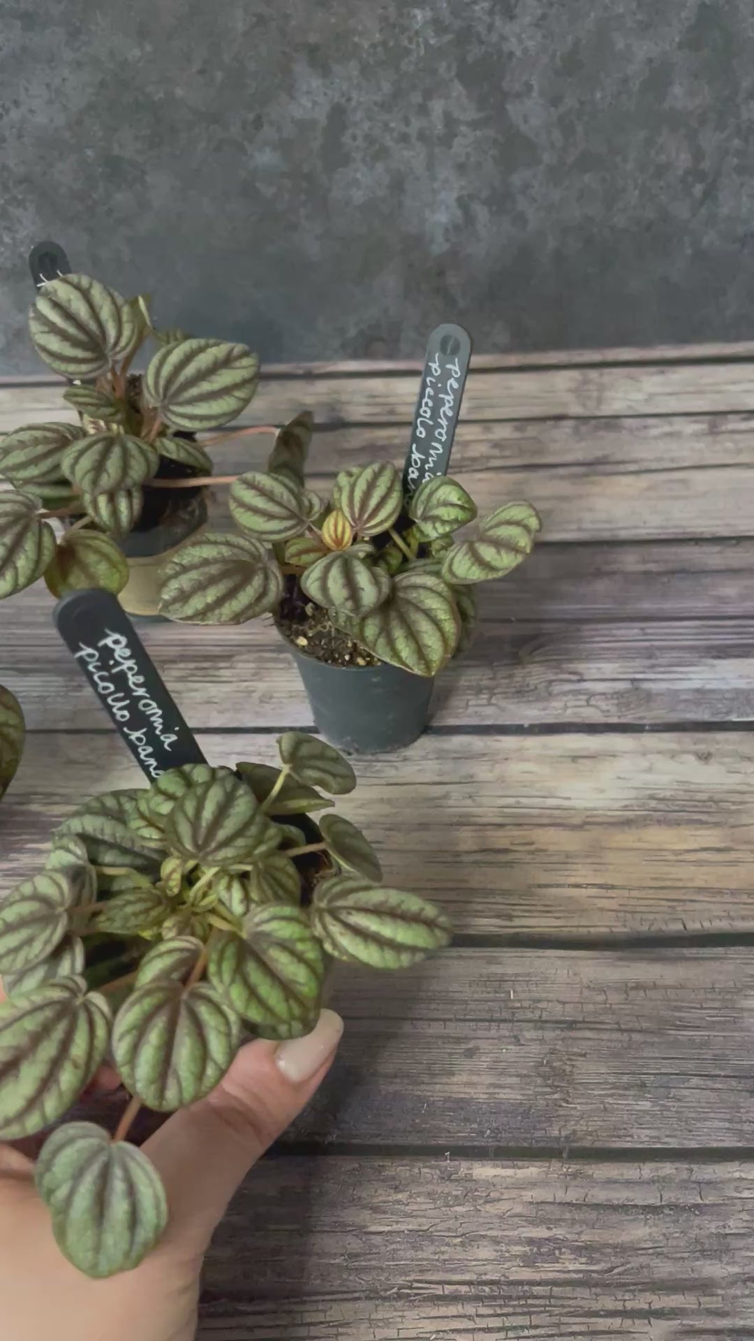 Peperomia Piccolo Banda