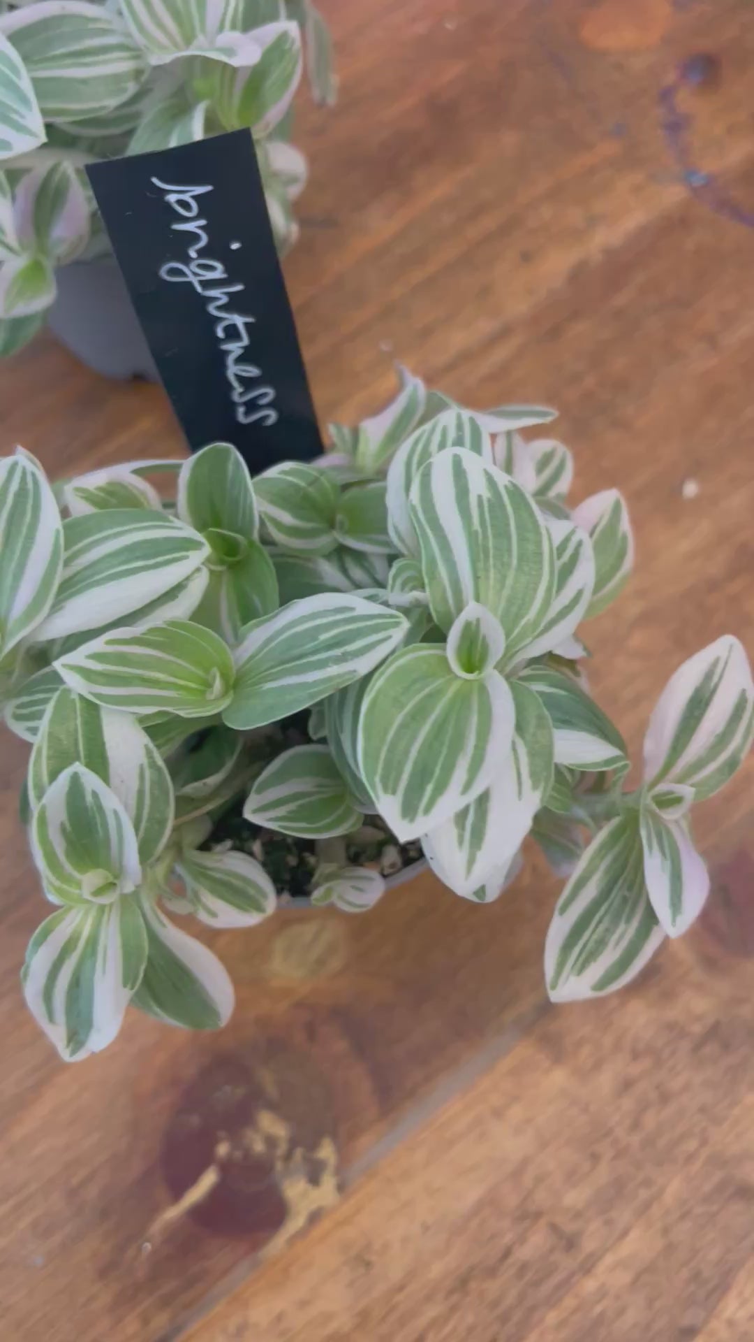 Tradescantia Sweetness