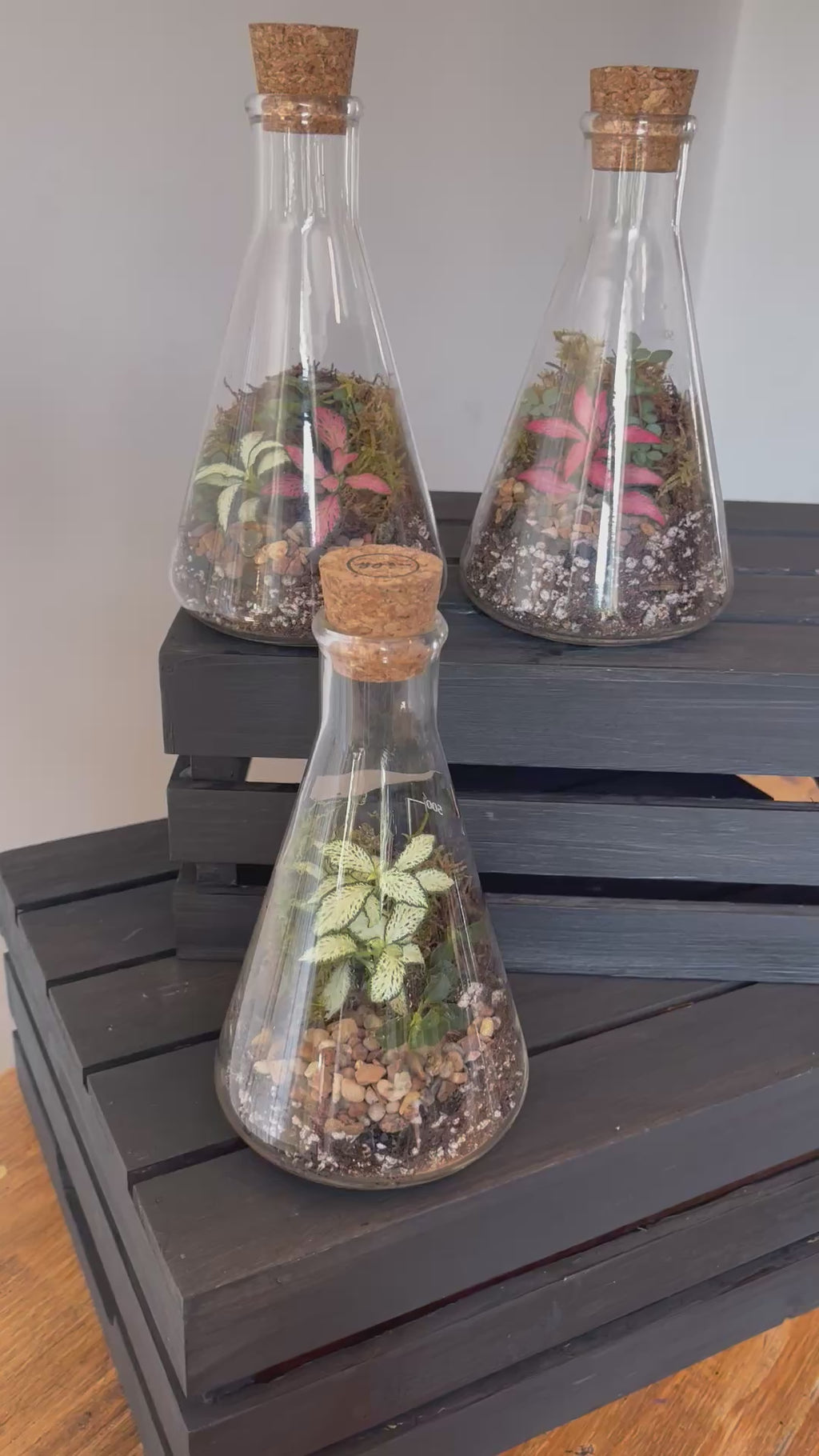 Conical Science Flask Terrarium