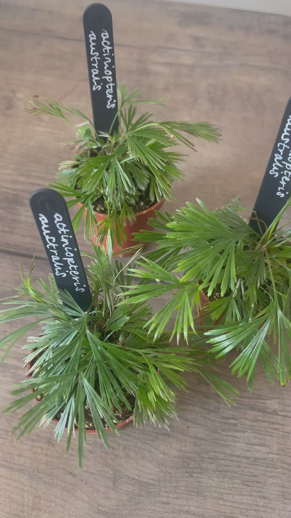 Fan Fern - Actiniopteris Australis