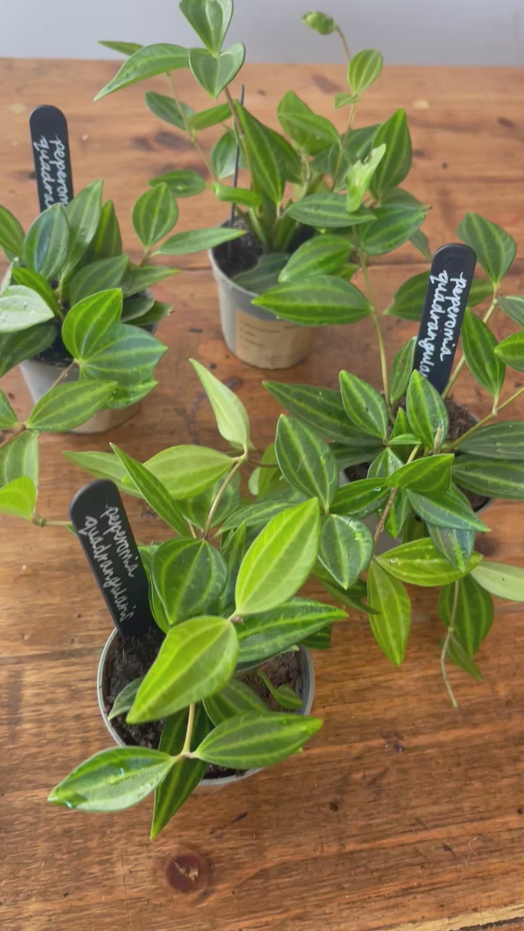 Peperomia (Angulata)