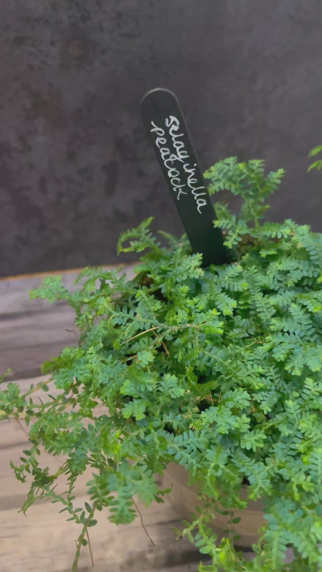 Selaginella Peacock