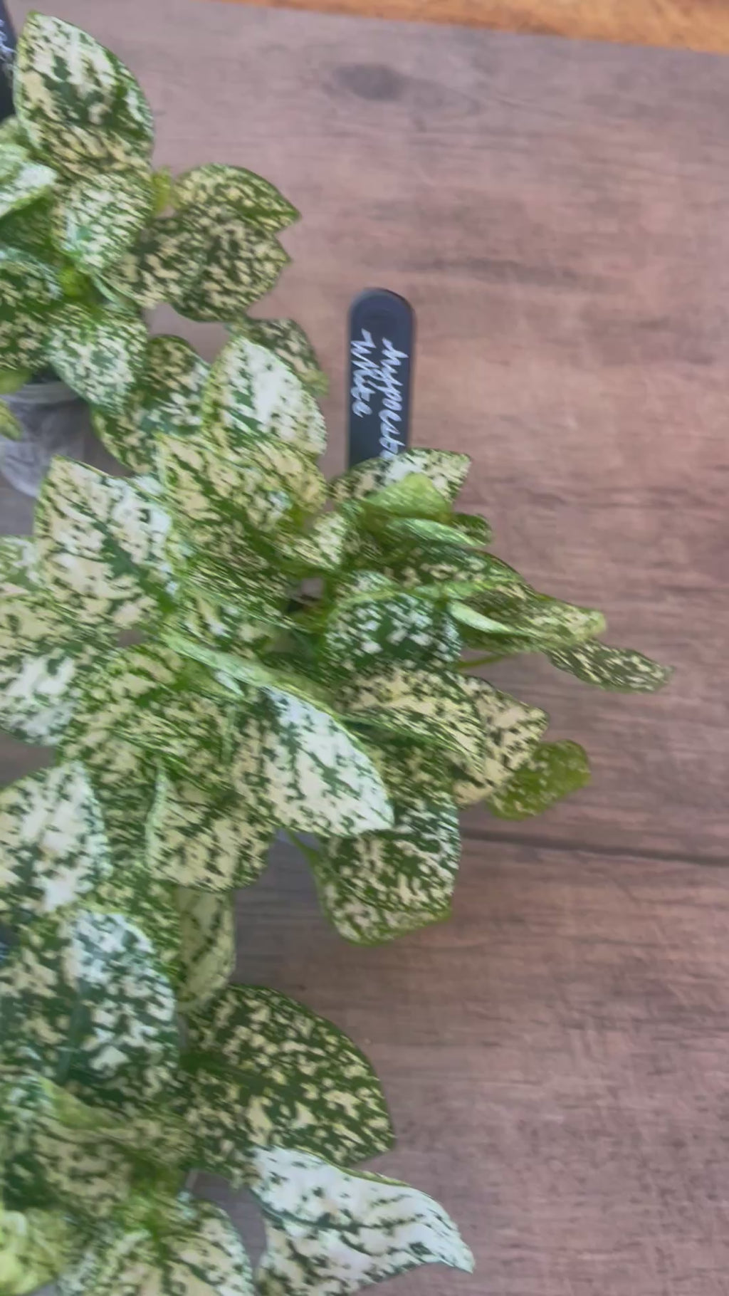 Hypoestes White Spot