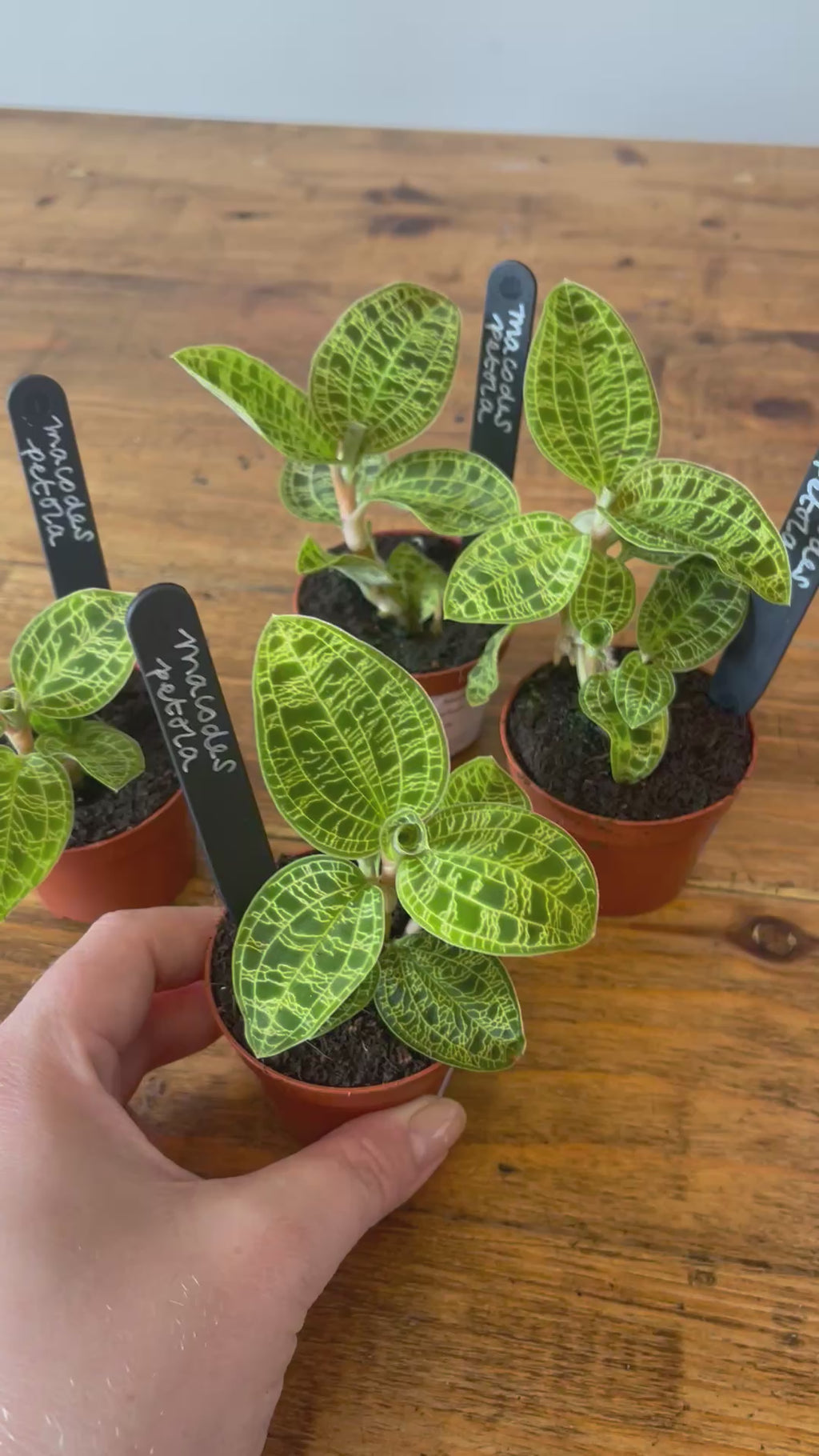 Jewel Orchid - Macodes Petola