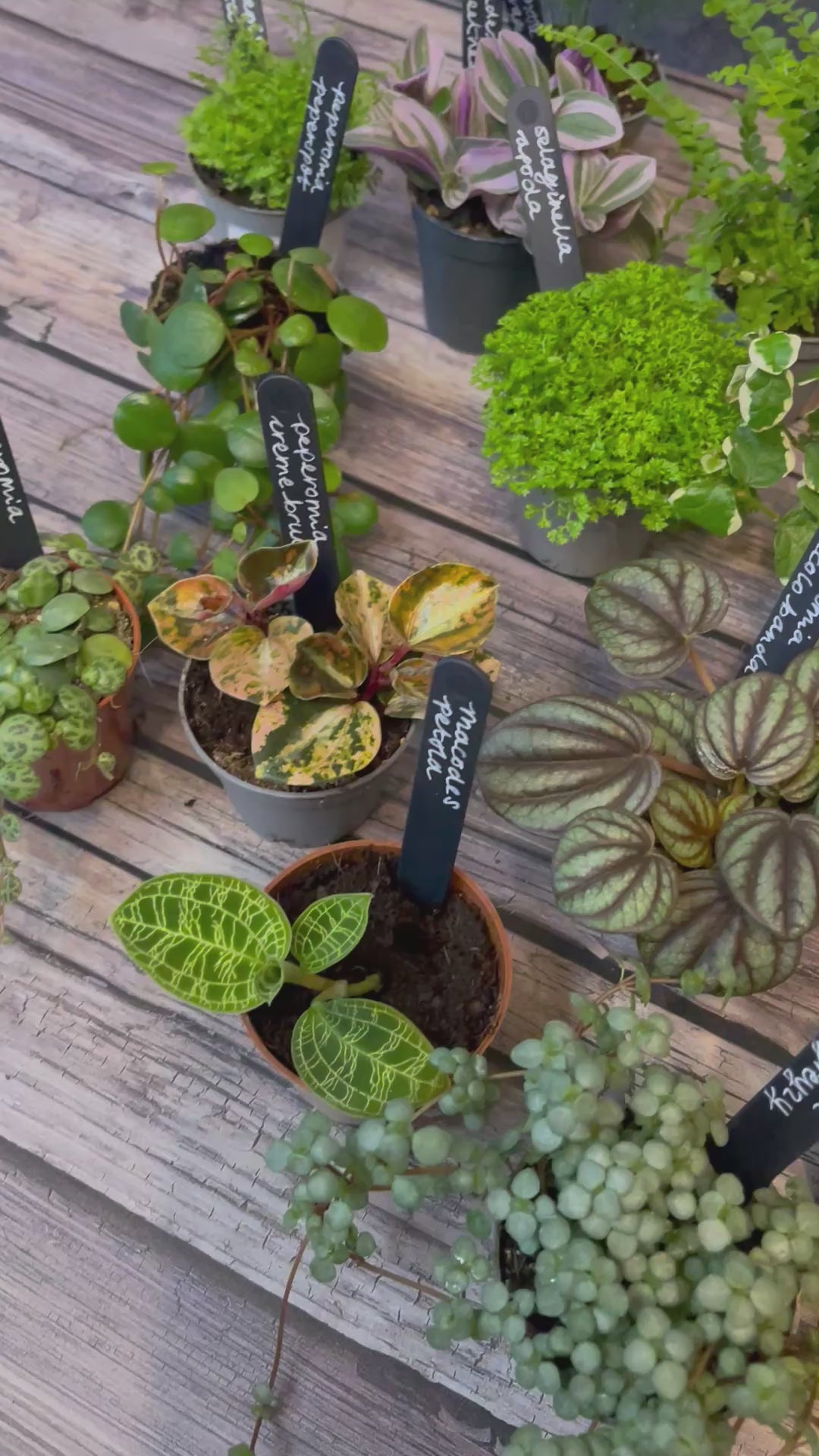 Mystery Plant Bundle — Surprise Terrarium Plants