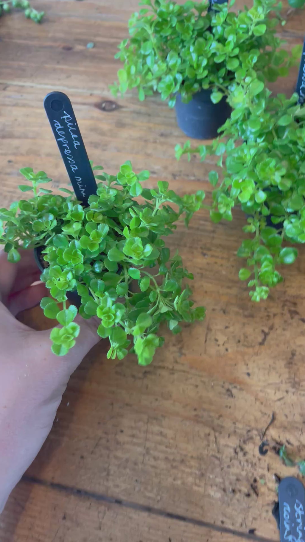 Pilea Depressa