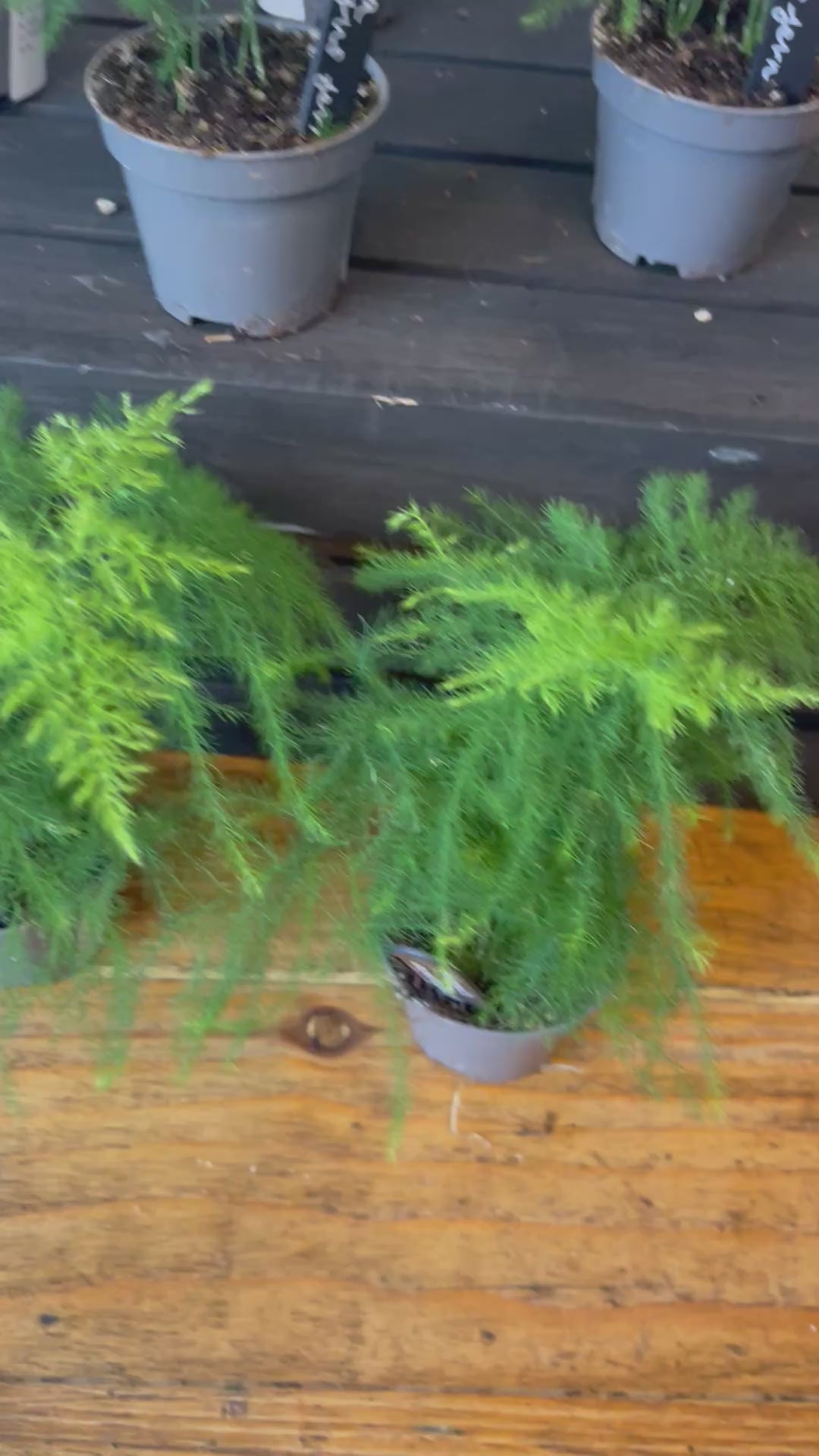 Asparagus Plumosus